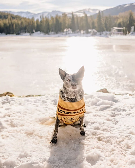 Buy Westerley Pet Sweater Iconic Cozy Knit for Pets - Pendleton Premium