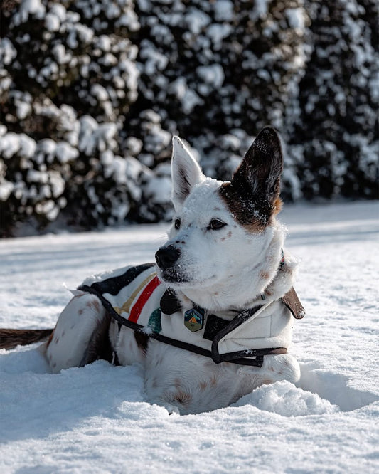 Shop Stylish Glacier Park Pet Vest for Comfort - Pendleton Popular