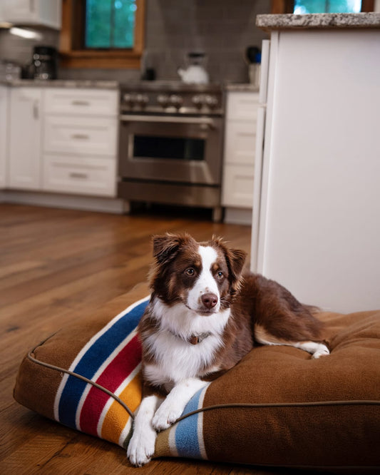Shop Joshua Tree Napper Pet Bed in Pet Accessories - Pendleton Recommended