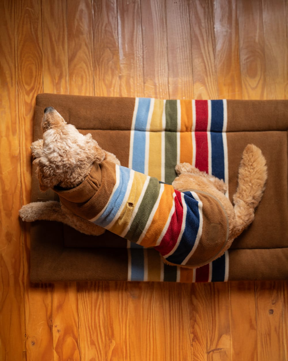 Shop Joshua Tree Comfort Cushion Bed in Pet Accessories - Pendleton Deals